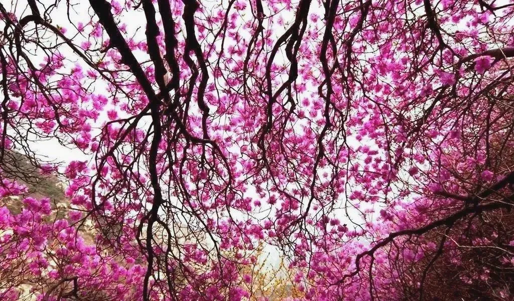 这么近那么美，周末不到河北，到烟台！！！