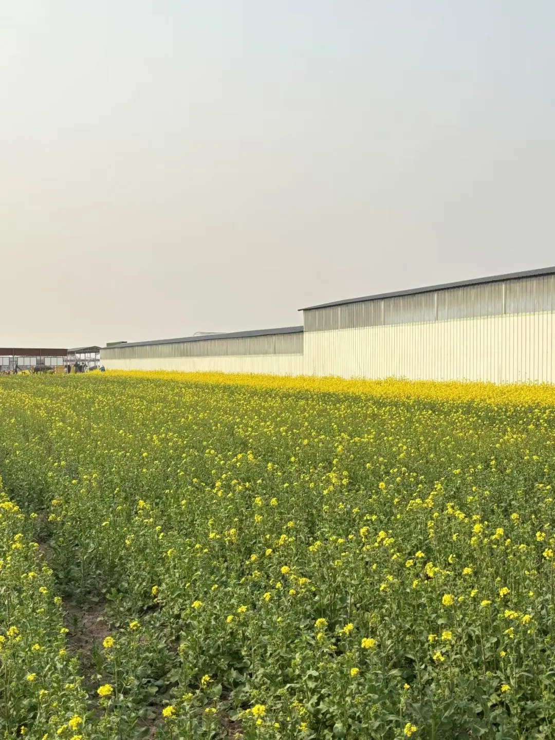 五一来天津的姐妹们注意啦💯来天津一定要看