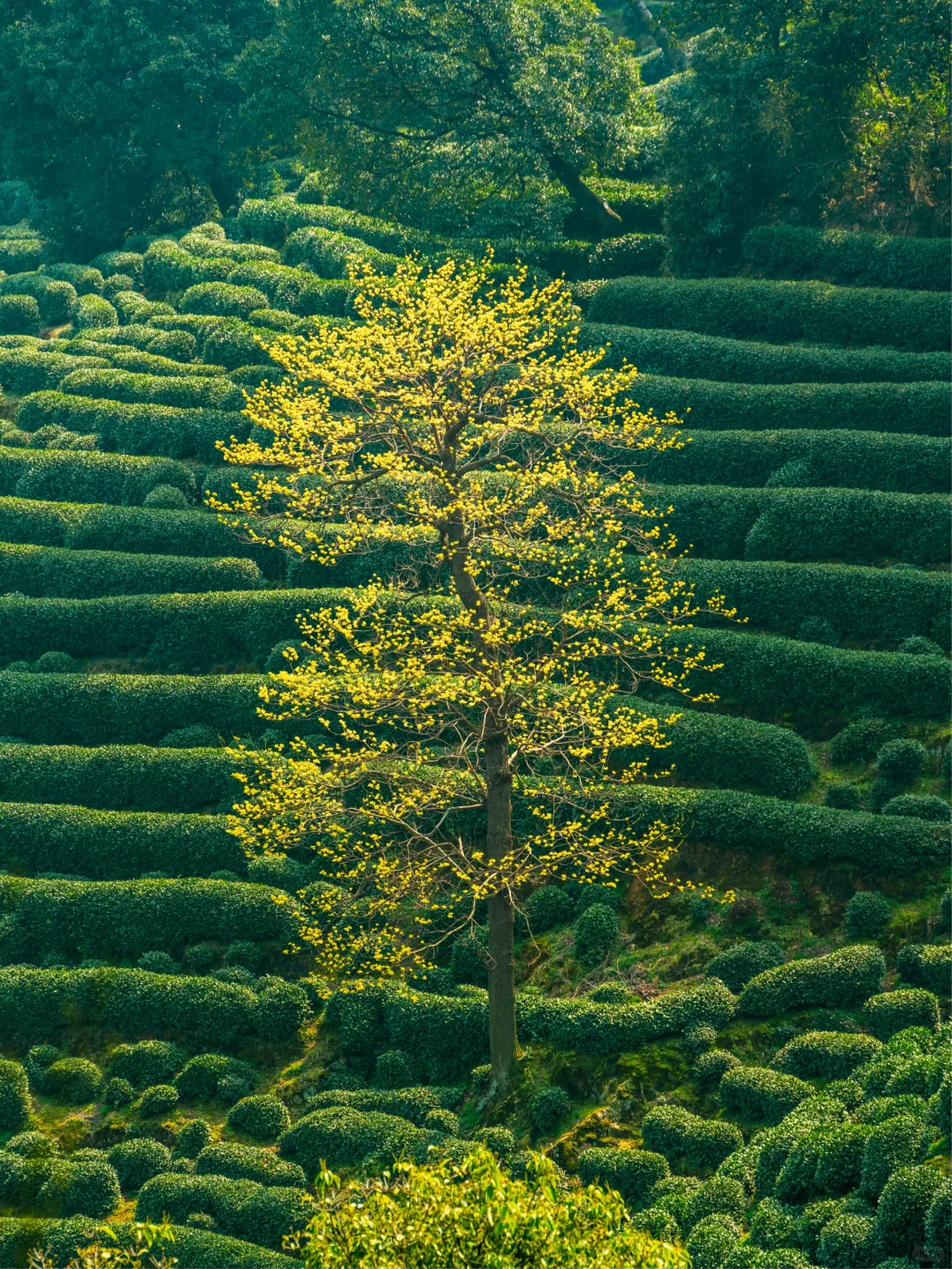 比起雷峰塔，我更推荐西湖这些小众好去处❗