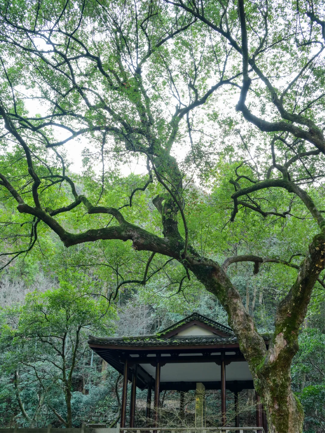 比起雷峰塔，我更推荐西湖这些小众好去处❗