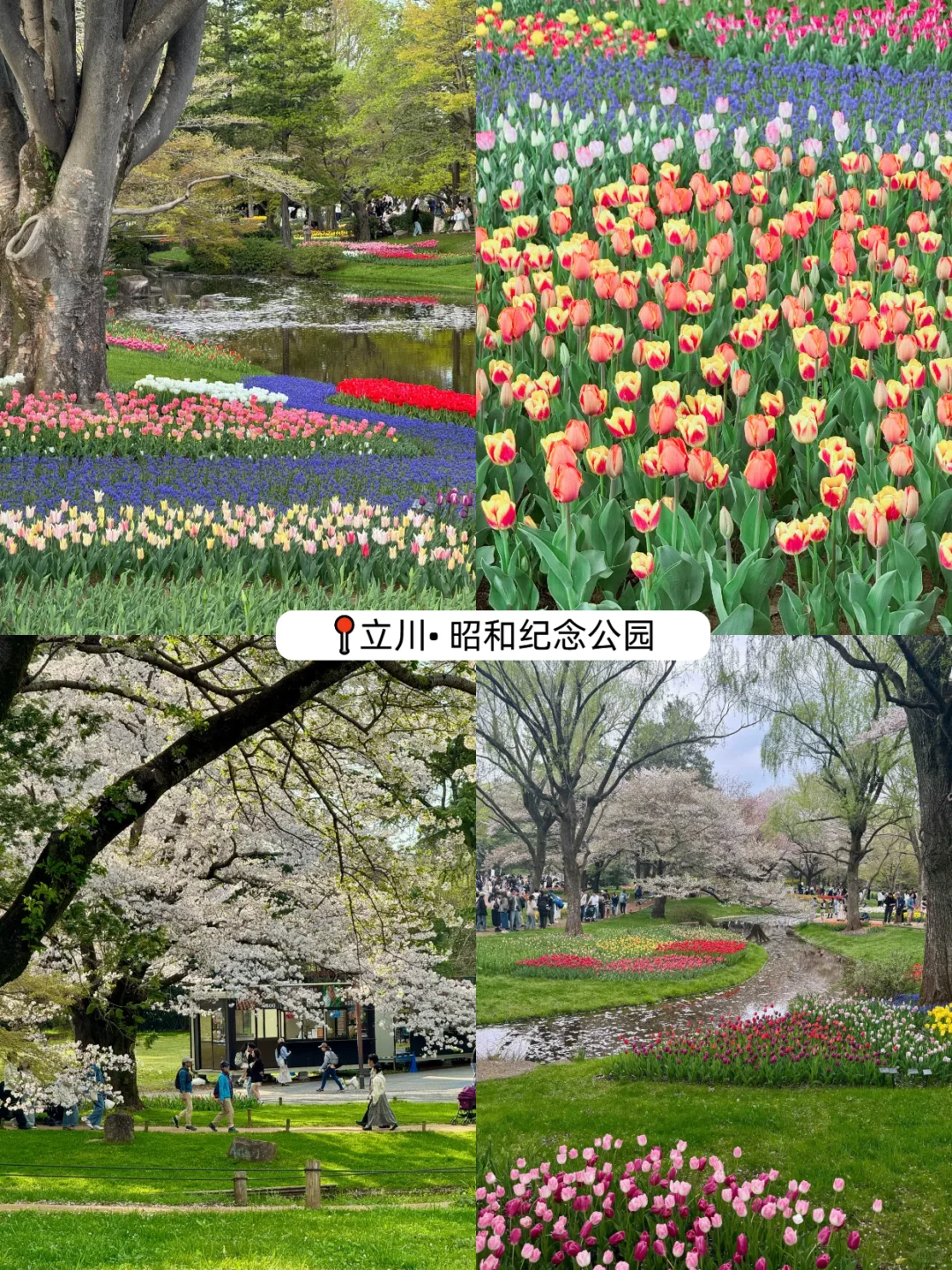 超详细🇯🇵东京旅游攻略～不走回头路❗