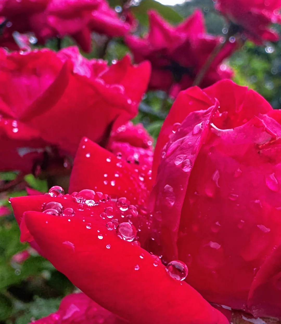 闯入现实版绿野仙踪 | 仙湖植物园🌳