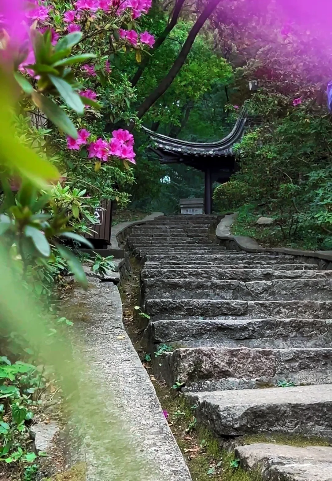 南山杜鹃正当时