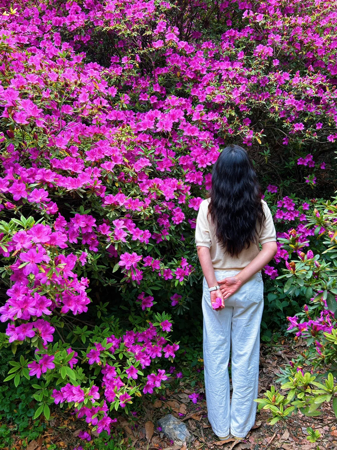 南山杜鹃正当时