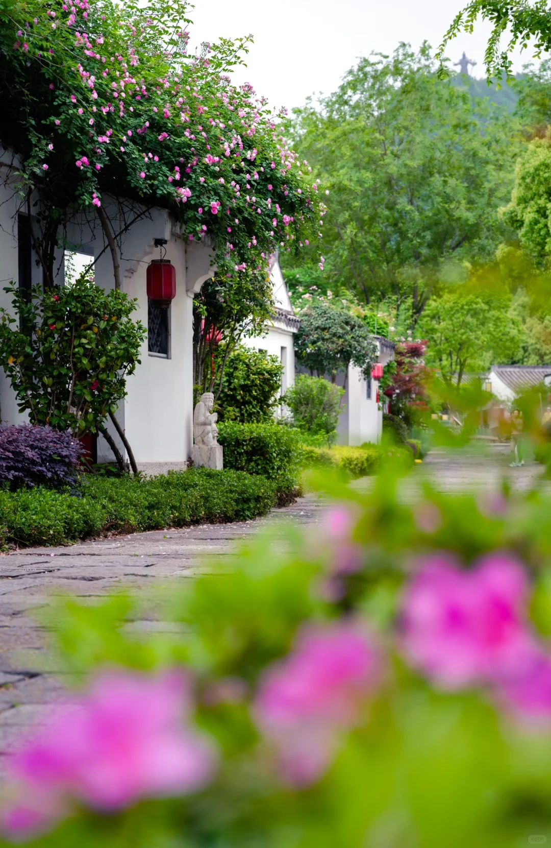 实拍，绍兴这个4000年古村，蔷薇花墙已上线