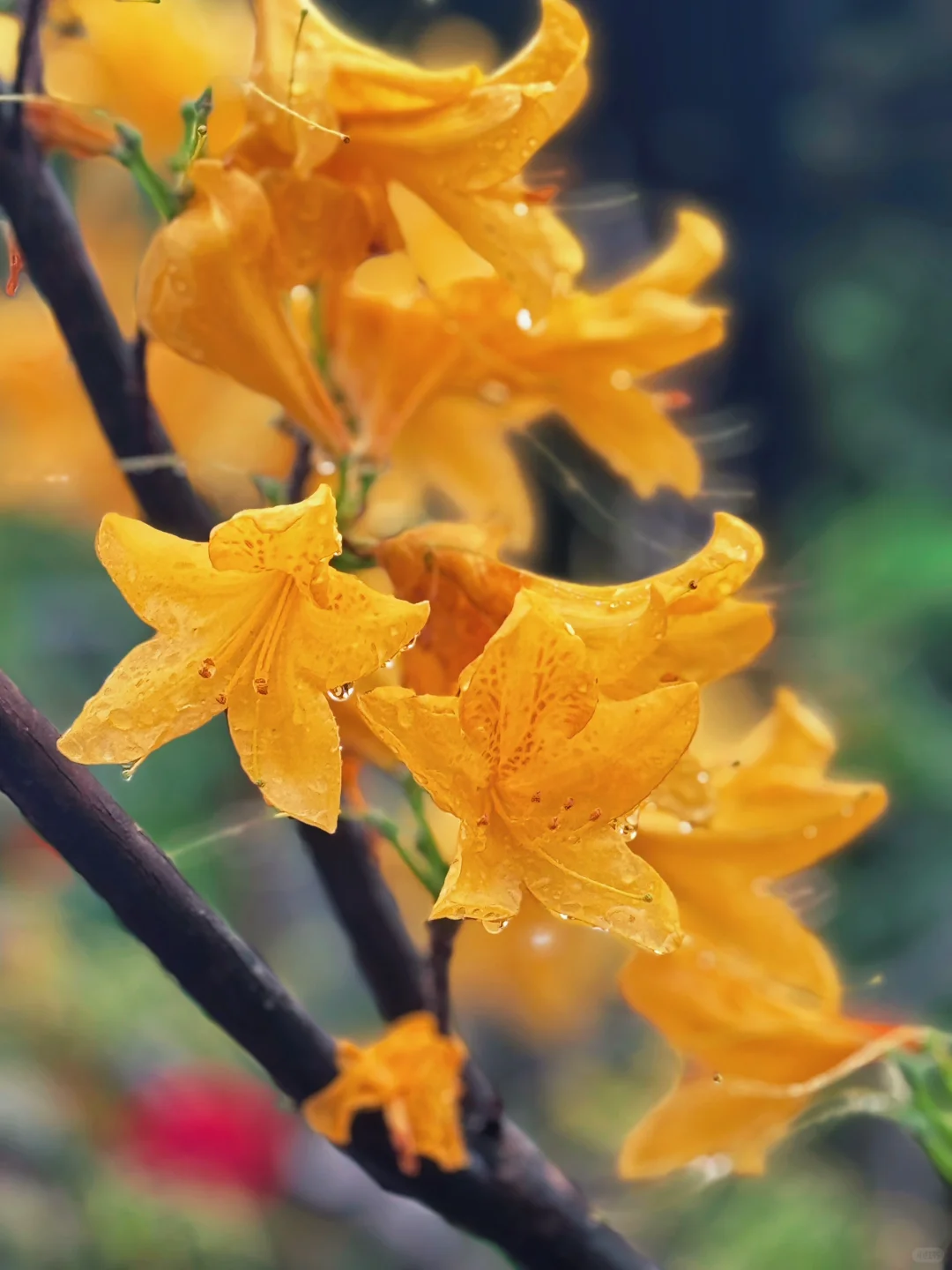 闯入现实版绿野仙踪 | 仙湖植物园🌳
