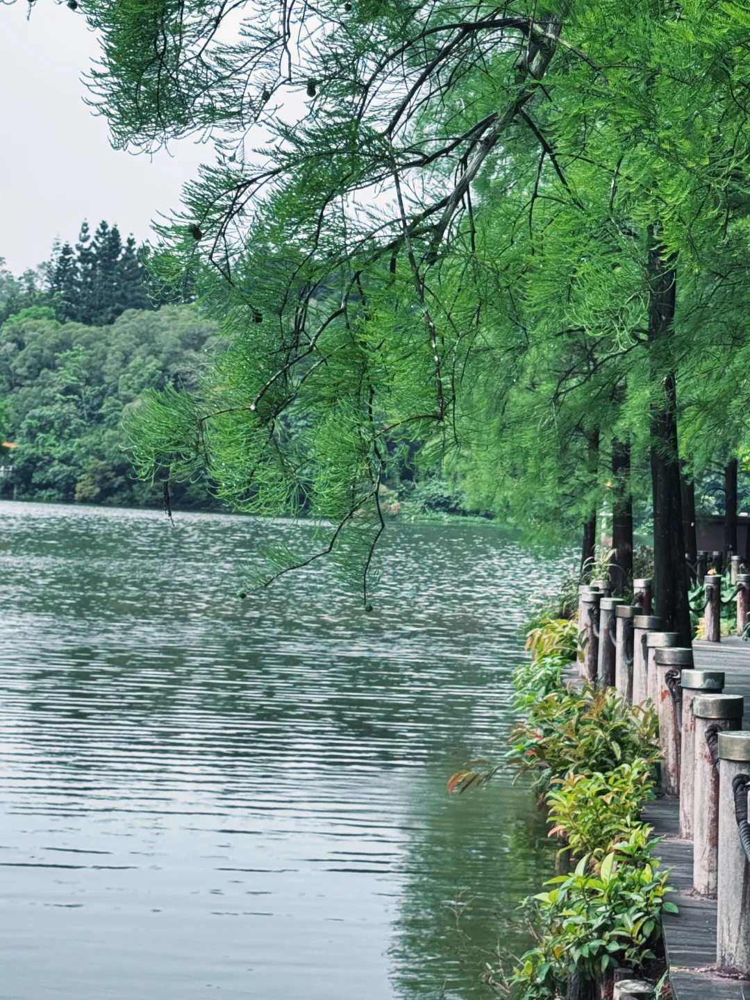 闯入现实版绿野仙踪 | 仙湖植物园🌳