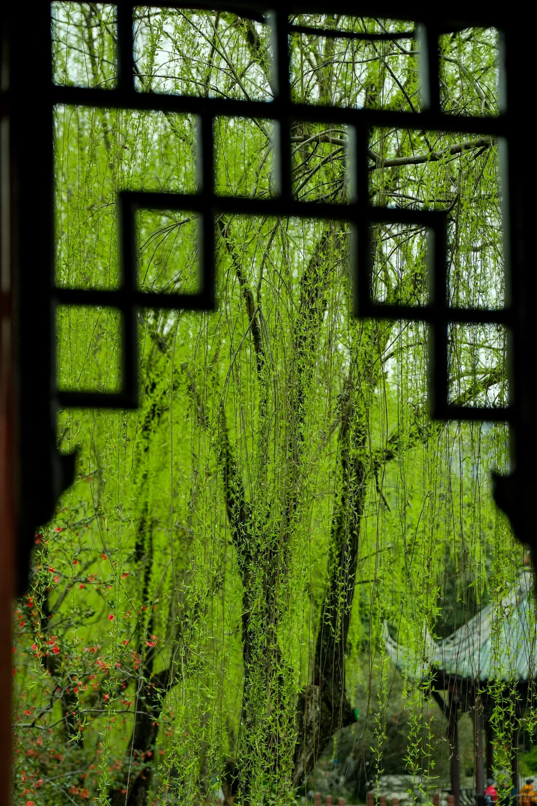 交换春天｜在成都找到了现实版的“言叶之庭”