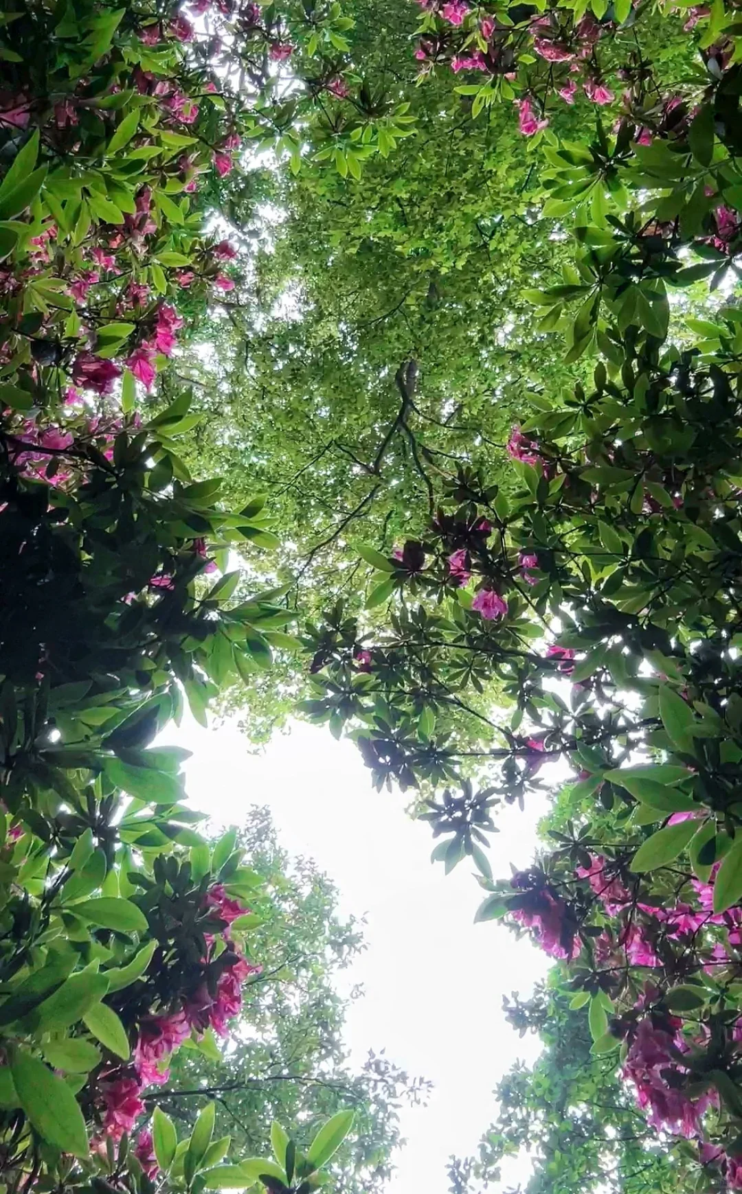 南山杜鹃正当时