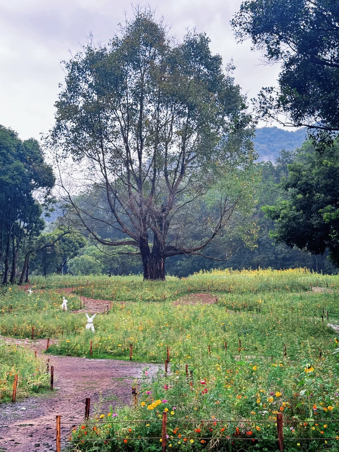 闯入现实版绿野仙踪 | 仙湖植物园🌳