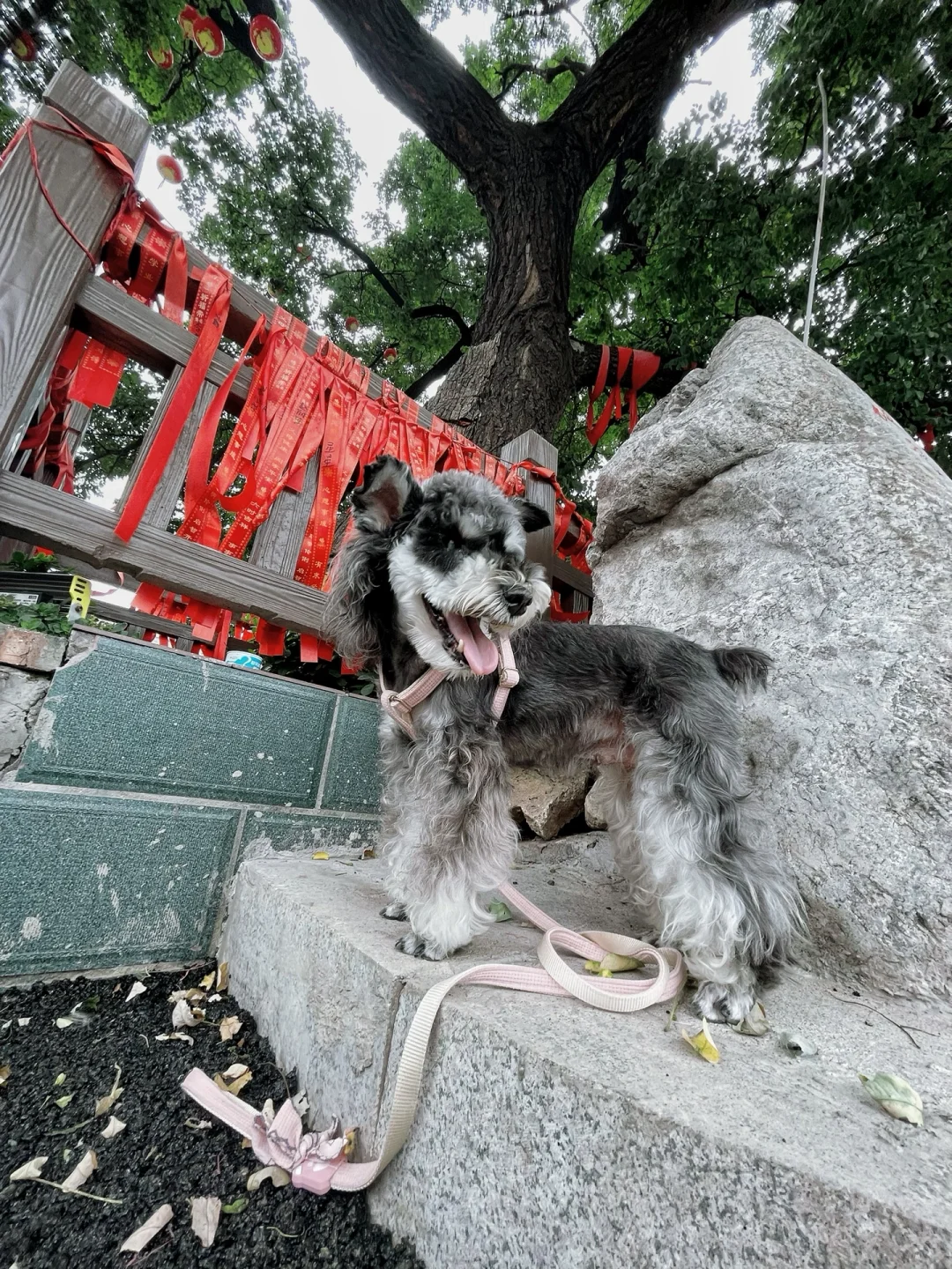 石家庄及周边宠物友好景区（新增正太广场）