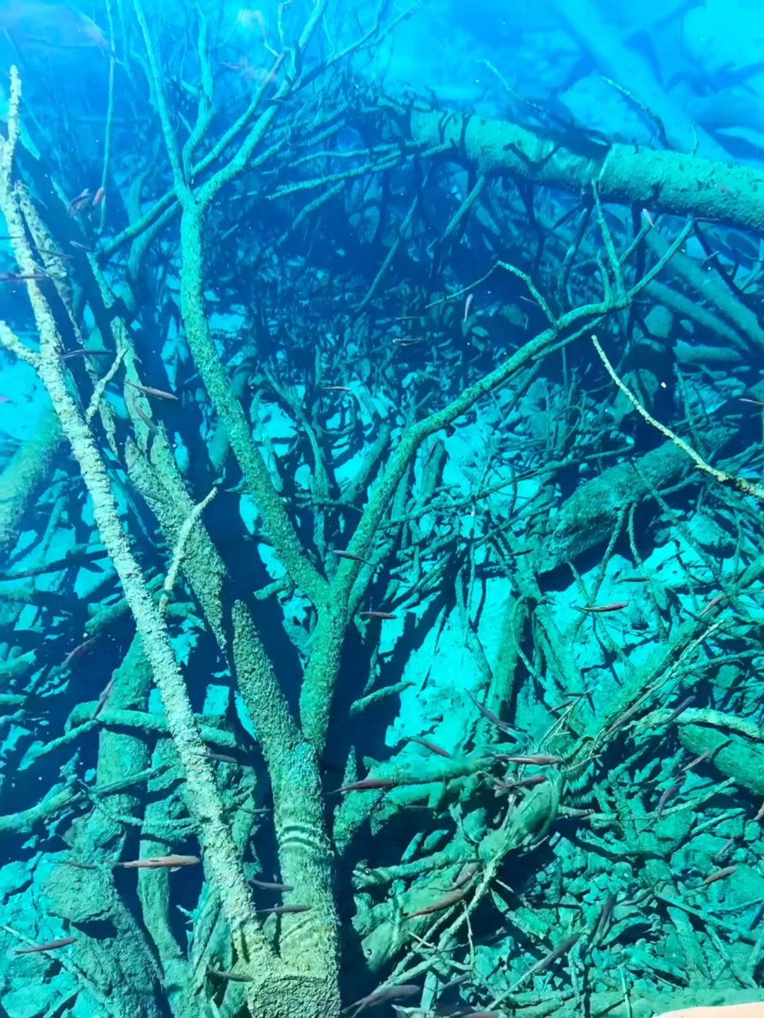 去年五一九寨沟live实况直出，劝退不了