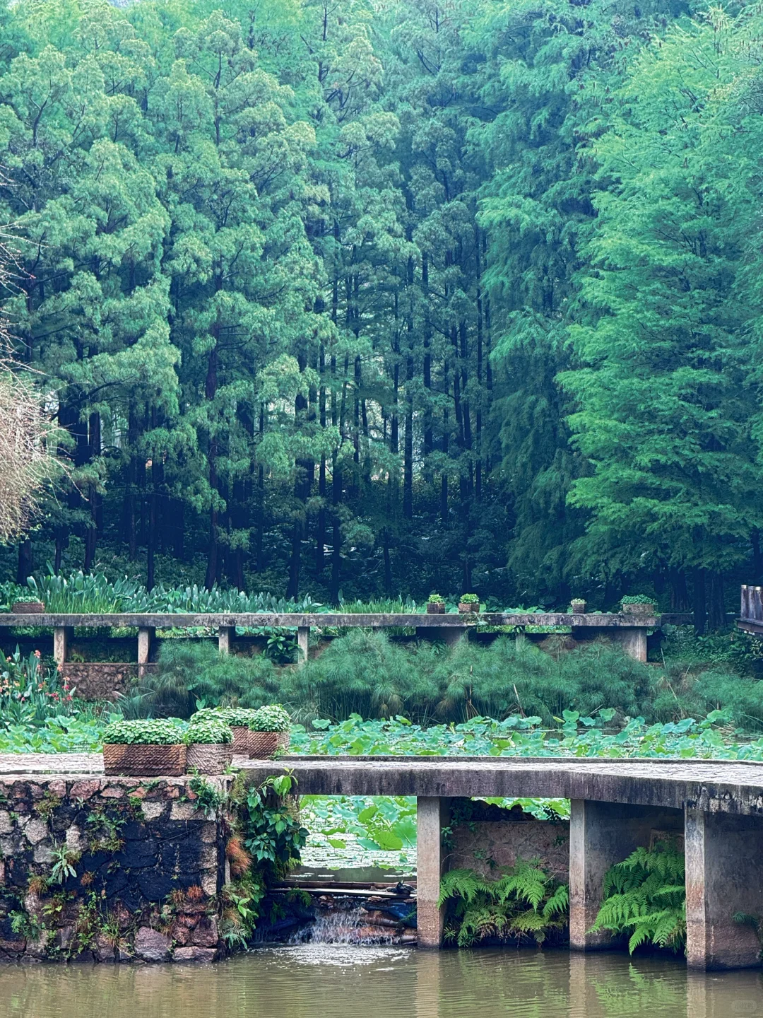 闯入现实版绿野仙踪 | 仙湖植物园🌳