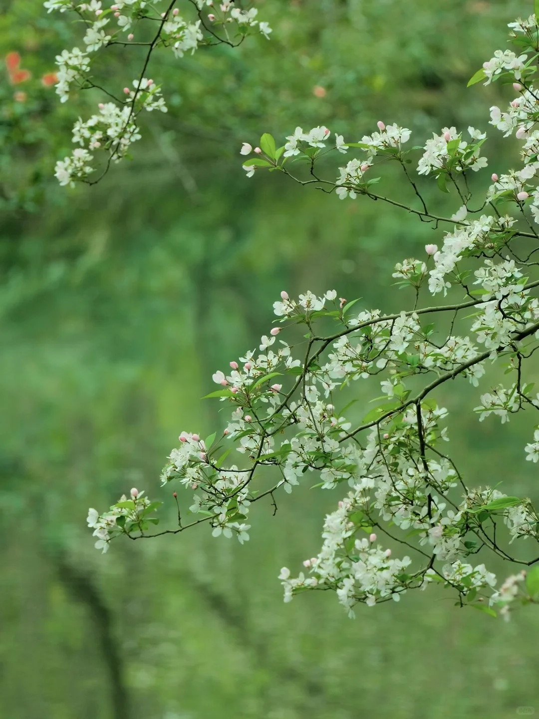 交换春天｜在成都找到了现实版的“言叶之庭”