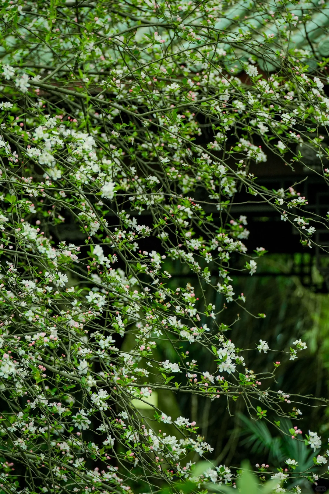 交换春天｜在成都找到了现实版的“言叶之庭”