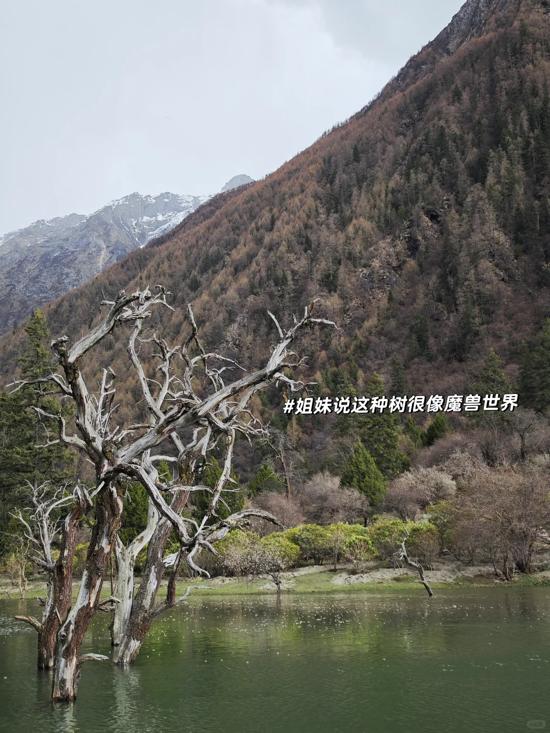 在川西被暴雨追着跑的一天｜四姑娘山双桥沟