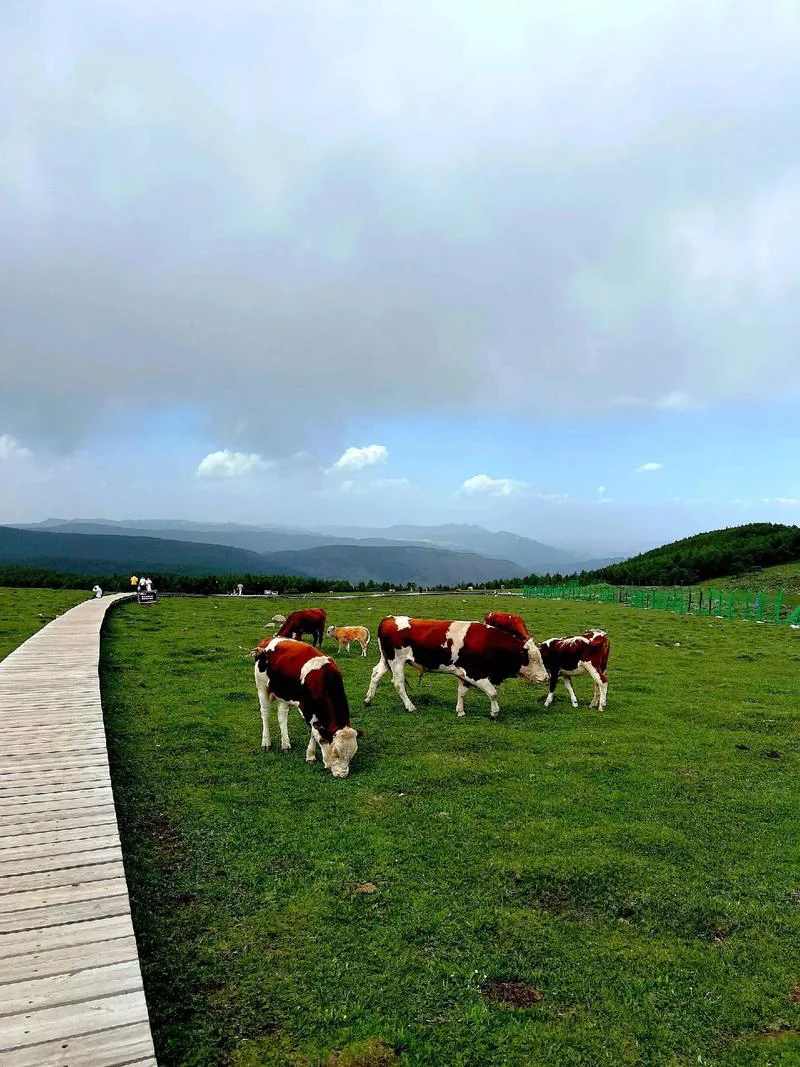 🌄山西芦芽山超全旅行攻略｜闯入人间仙境