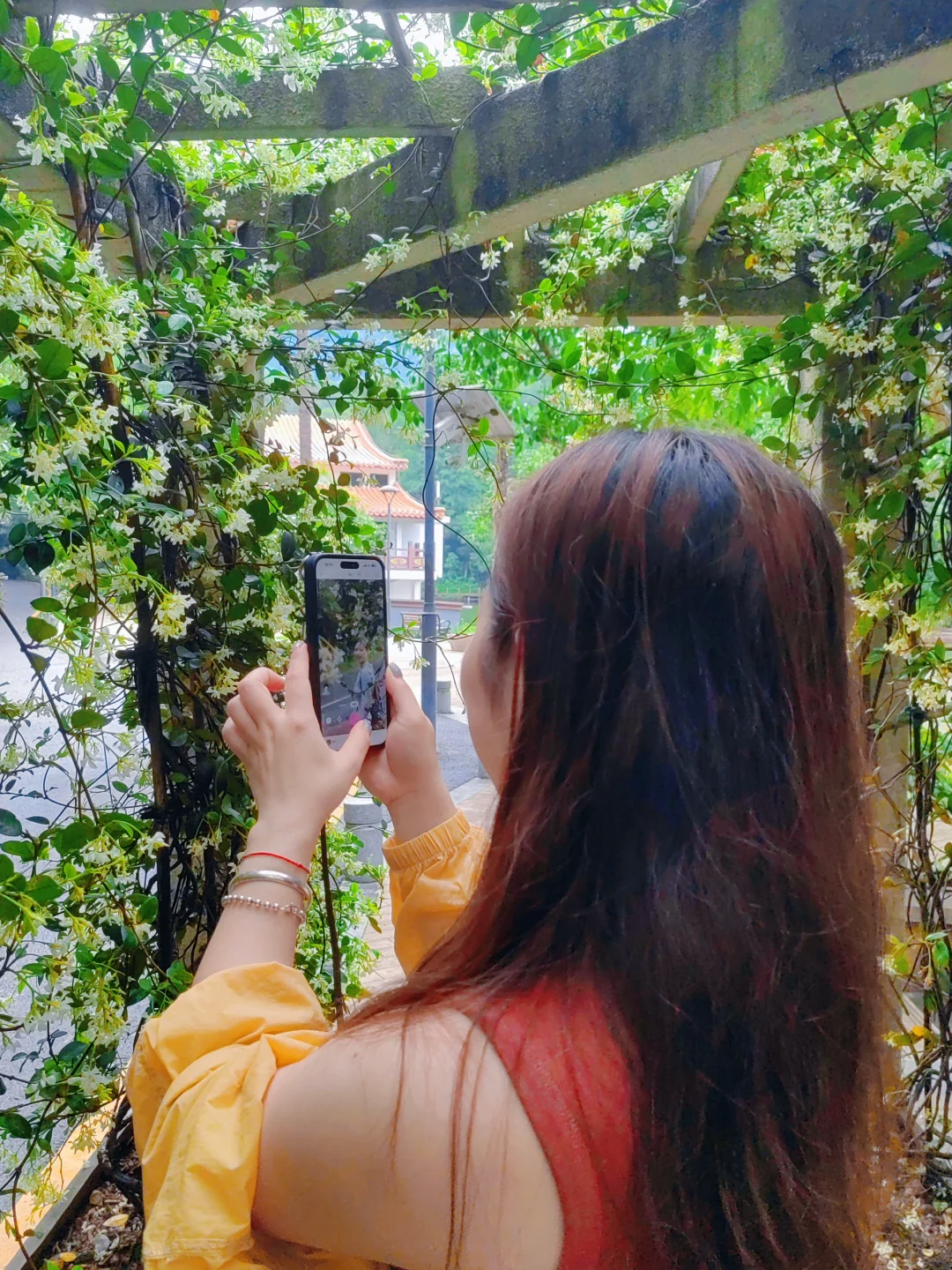 闯入现实版绿野仙踪 | 仙湖植物园🌳