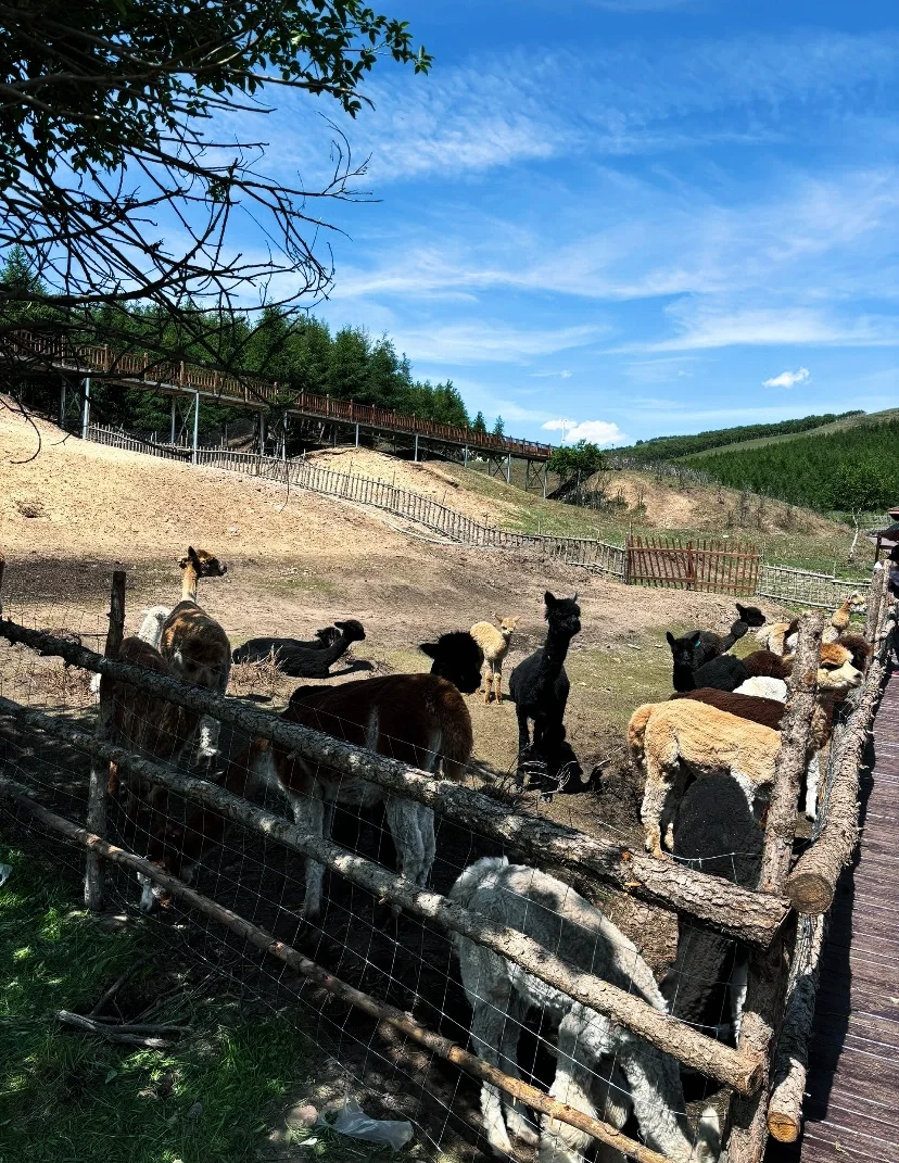 超令人难忘的景点一七彩森林 🌳
