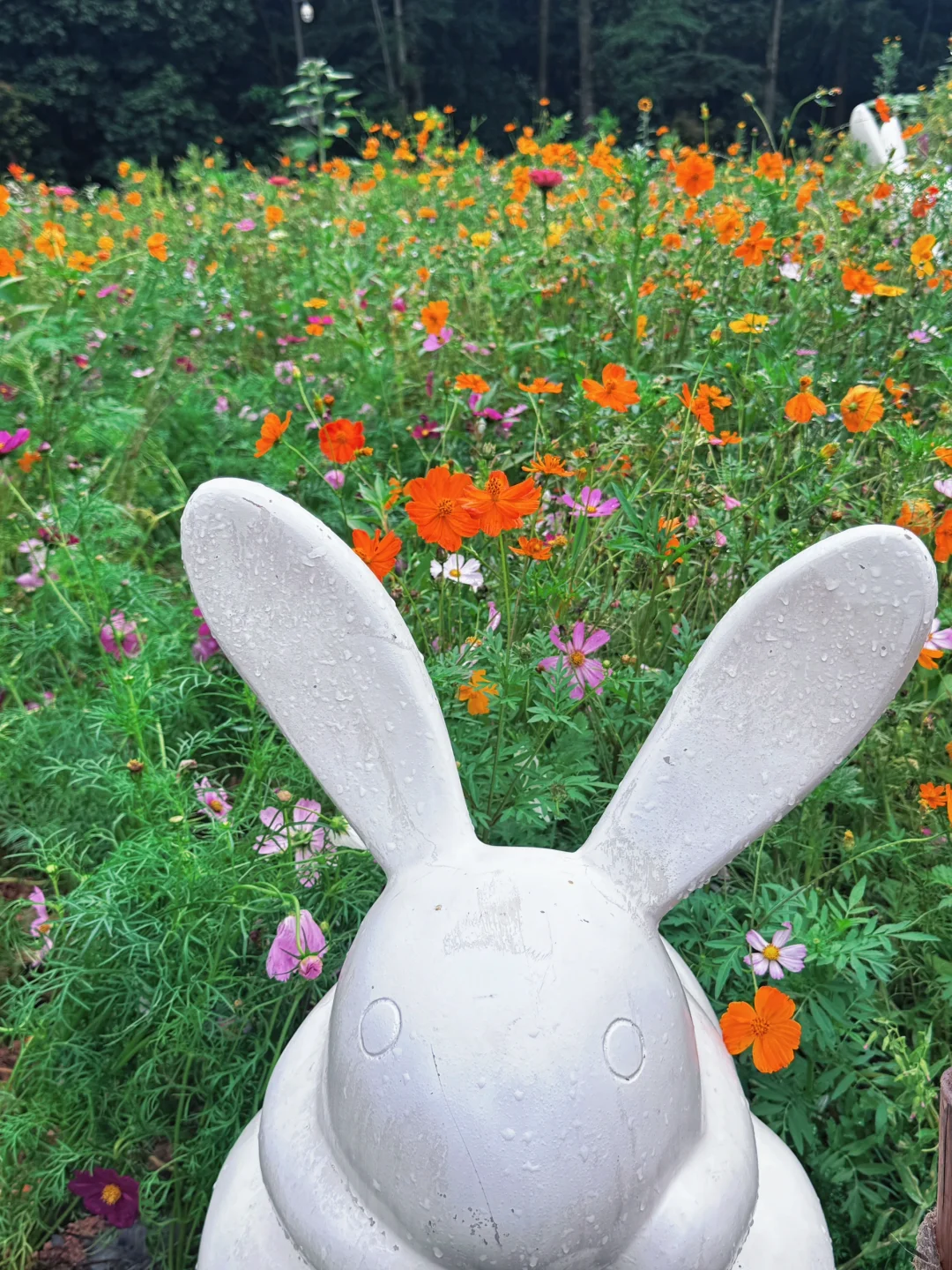 闯入现实版绿野仙踪 | 仙湖植物园🌳