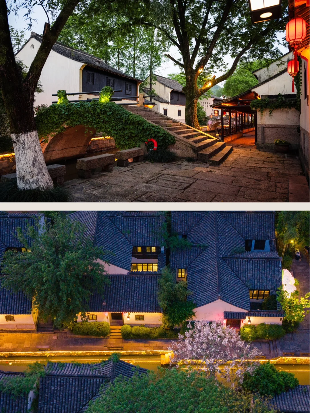 实拍，绍兴这个4000年古村，蔷薇花墙已上线