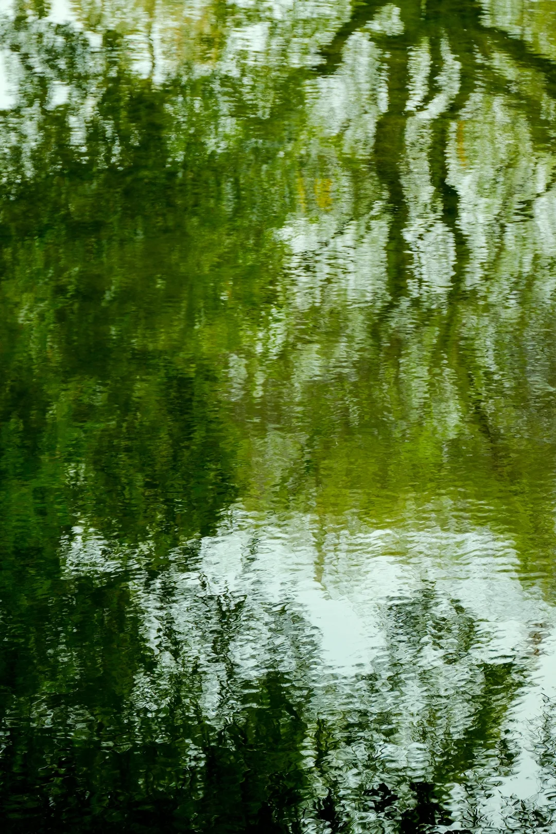 交换春天｜在成都找到了现实版的“言叶之庭”