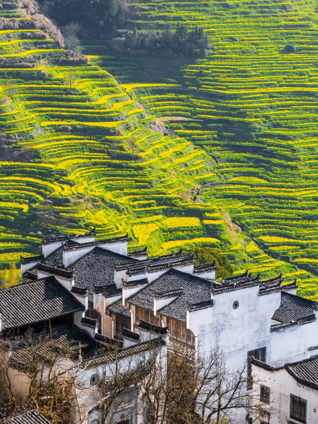美哭了😭不愧是《国家地理》推荐的春日小城