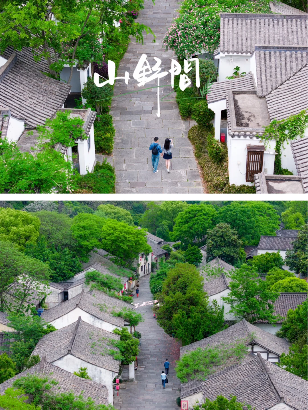实拍，绍兴这个4000年古村，蔷薇花墙已上线