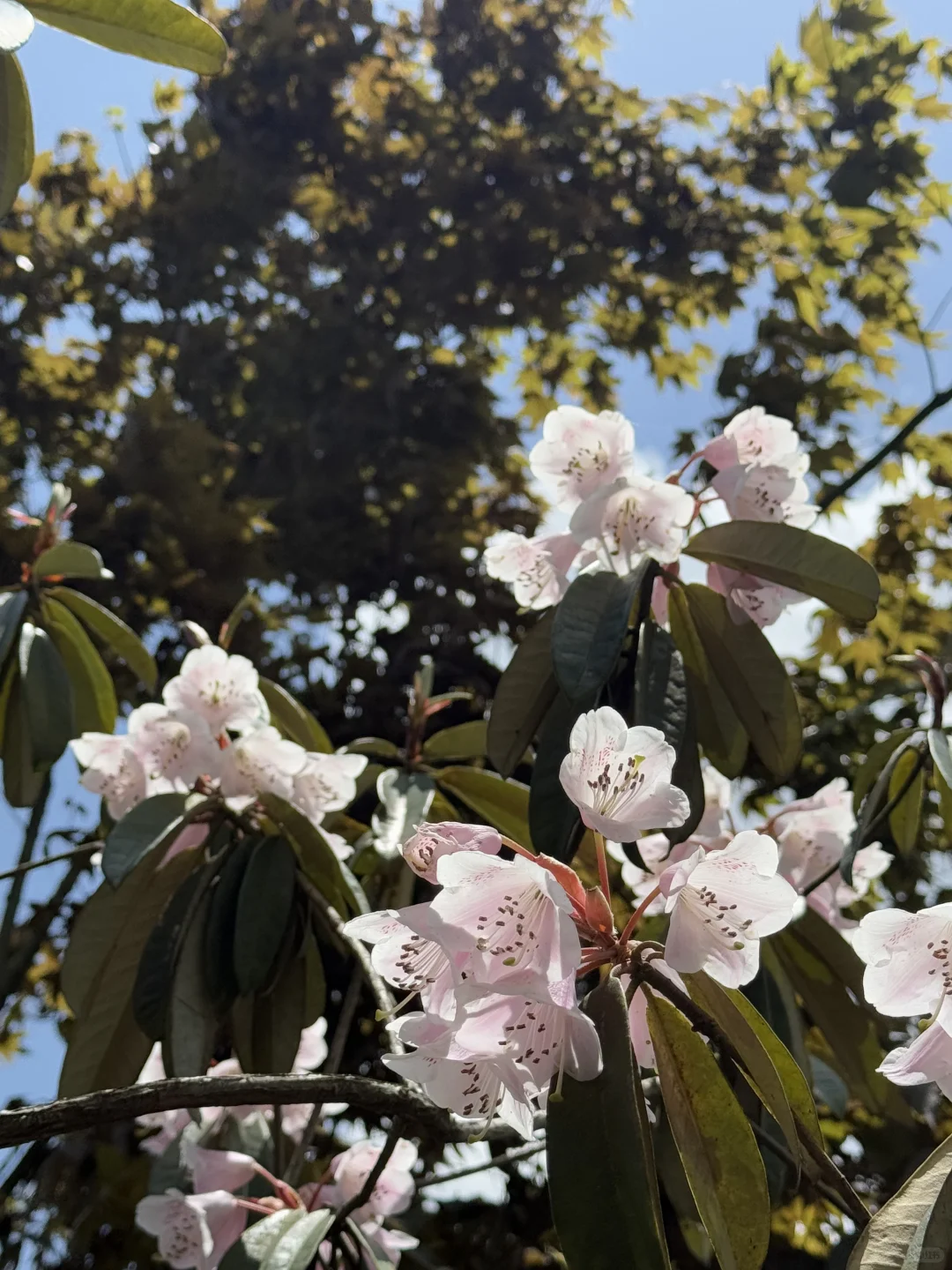 什邡神瀑沟徒步路线