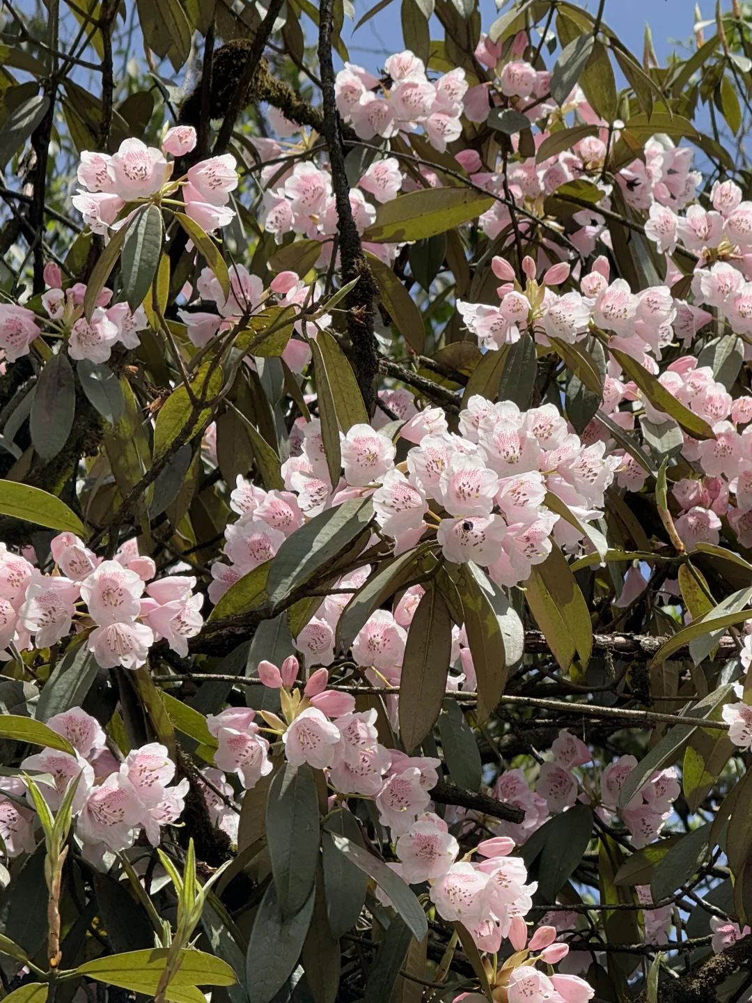 什邡神瀑沟徒步路线