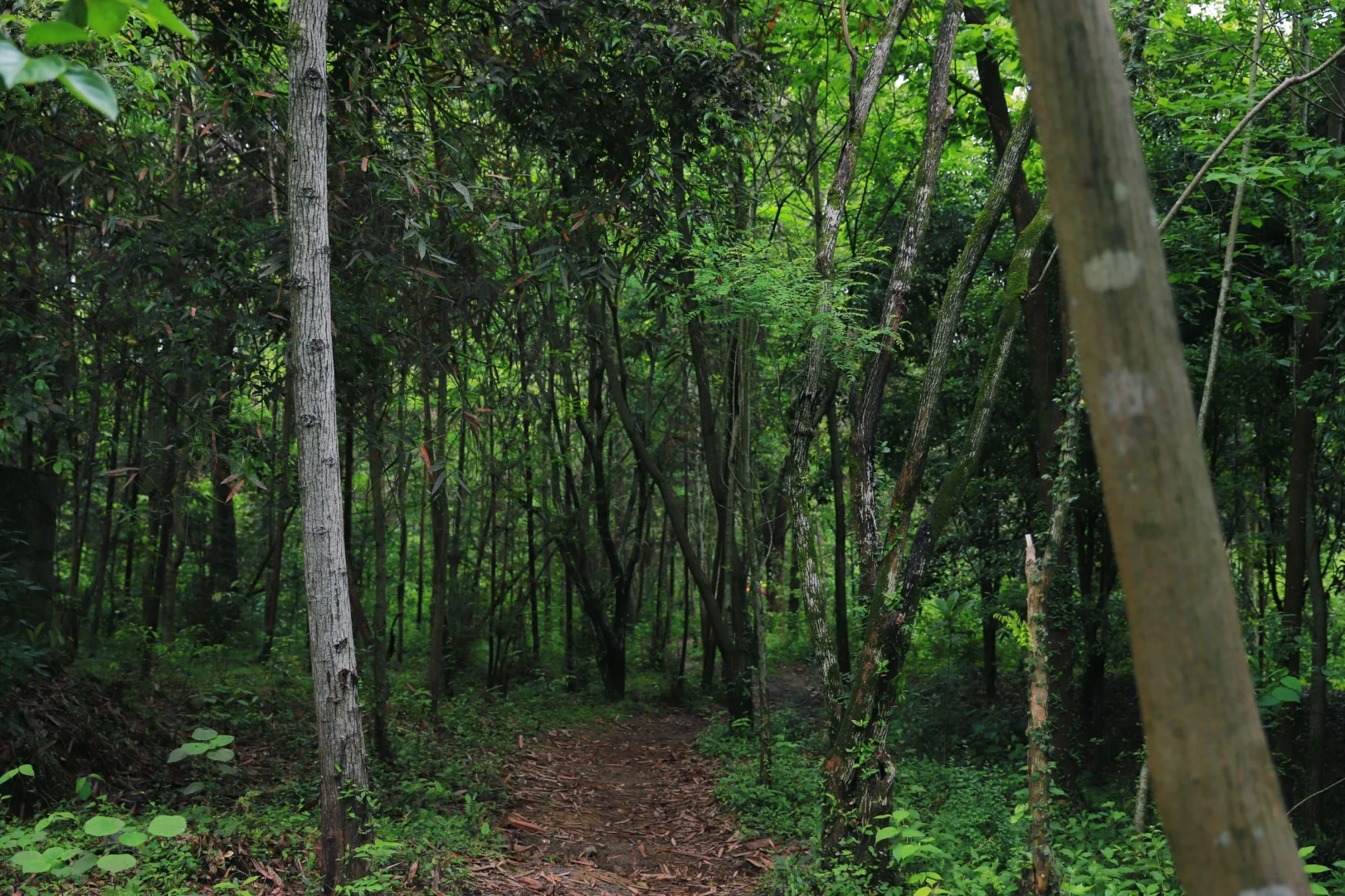 桂林周边游｜安和龙井村