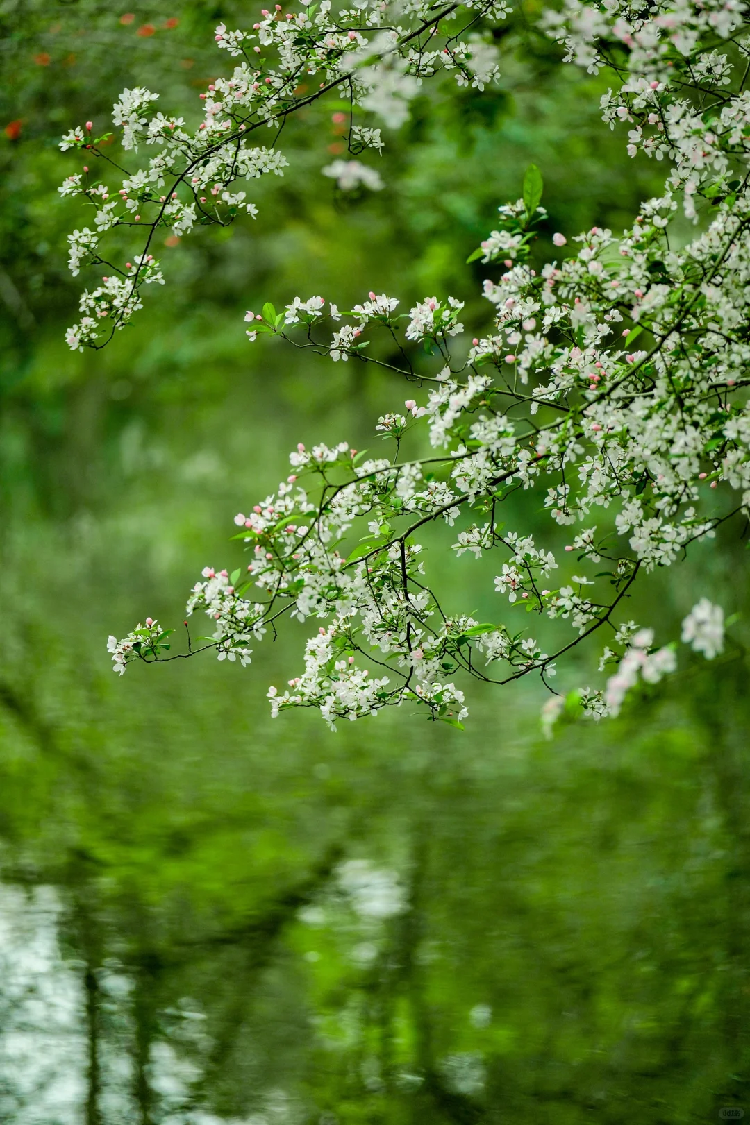 交换春天｜在成都找到了现实版的“言叶之庭”
