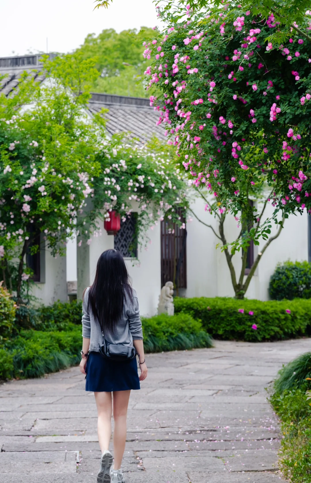 实拍，绍兴这个4000年古村，蔷薇花墙已上线