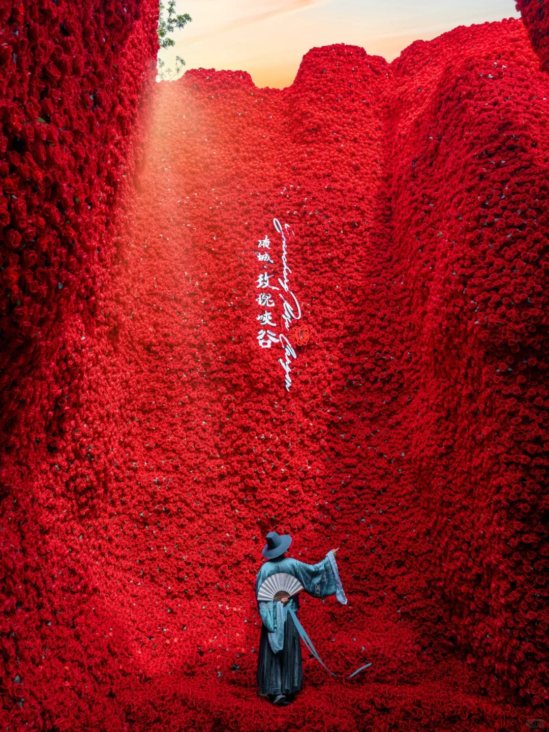 浪漫疯了❗️十万玫瑰峡谷‼️真的好震撼🥀