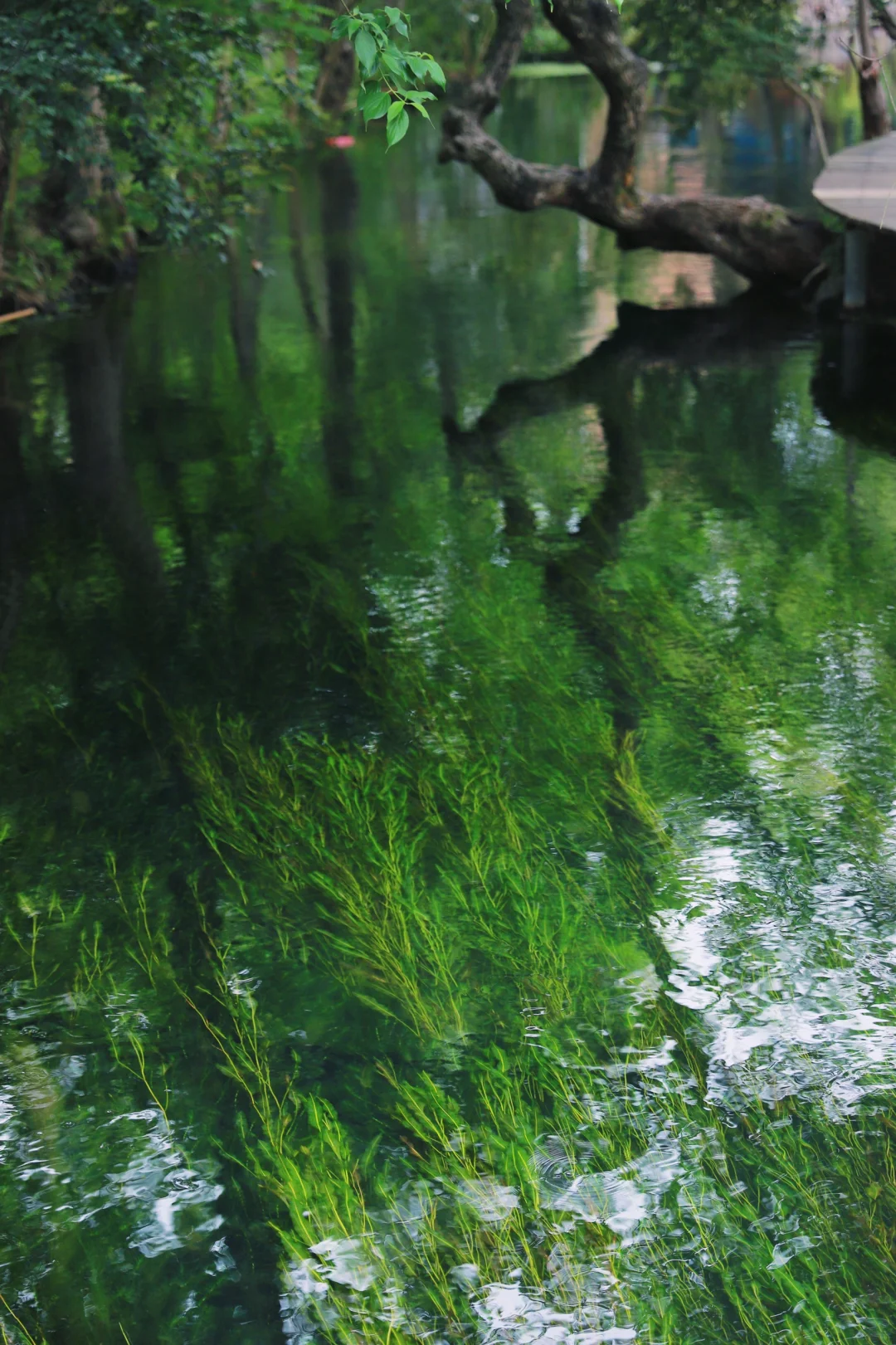 桂林周边游｜安和龙井村