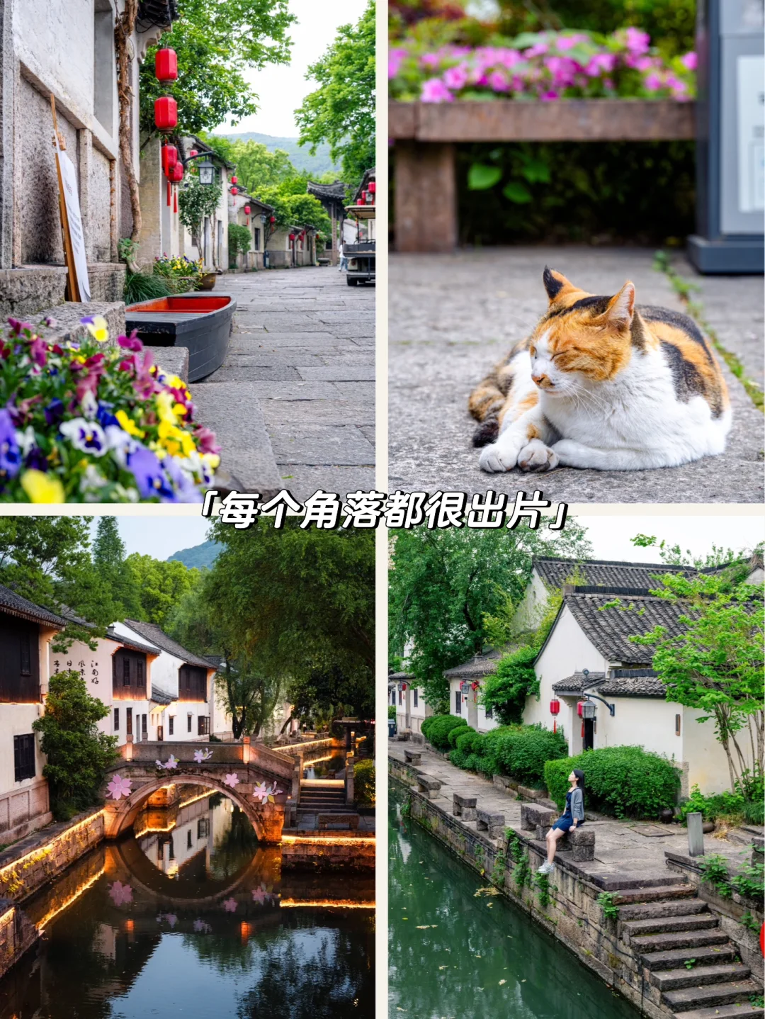 实拍，绍兴这个4000年古村，蔷薇花墙已上线