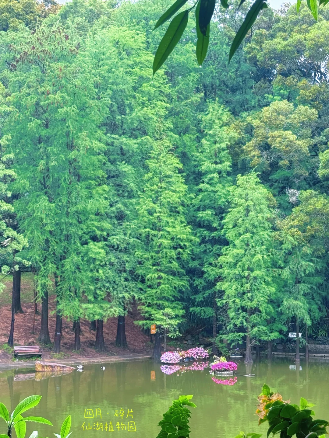 闯入现实版绿野仙踪 | 仙湖植物园🌳