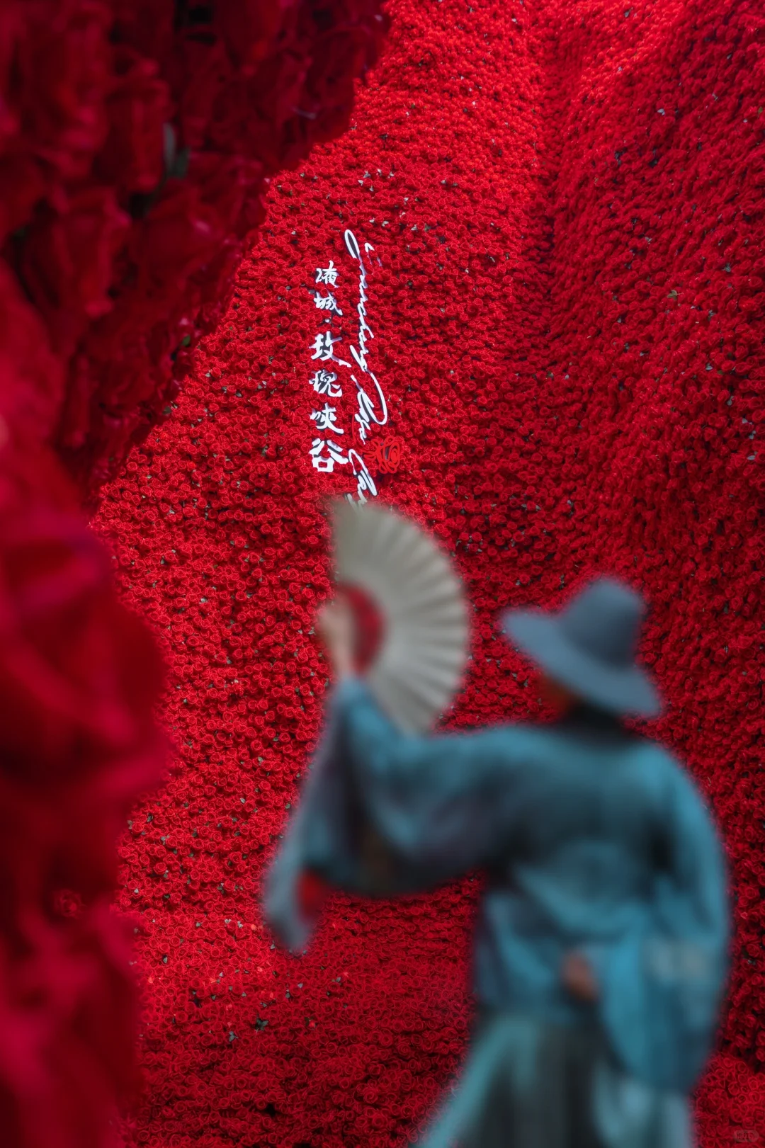 浪漫疯了❗️十万玫瑰峡谷‼️真的好震撼🥀