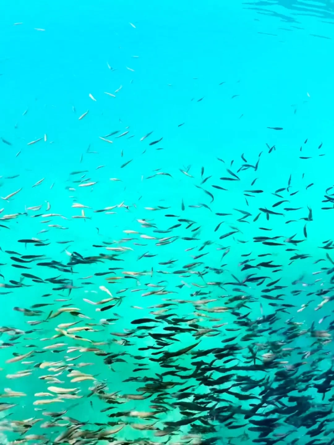 去年五一九寨沟live实况直出，劝退不了