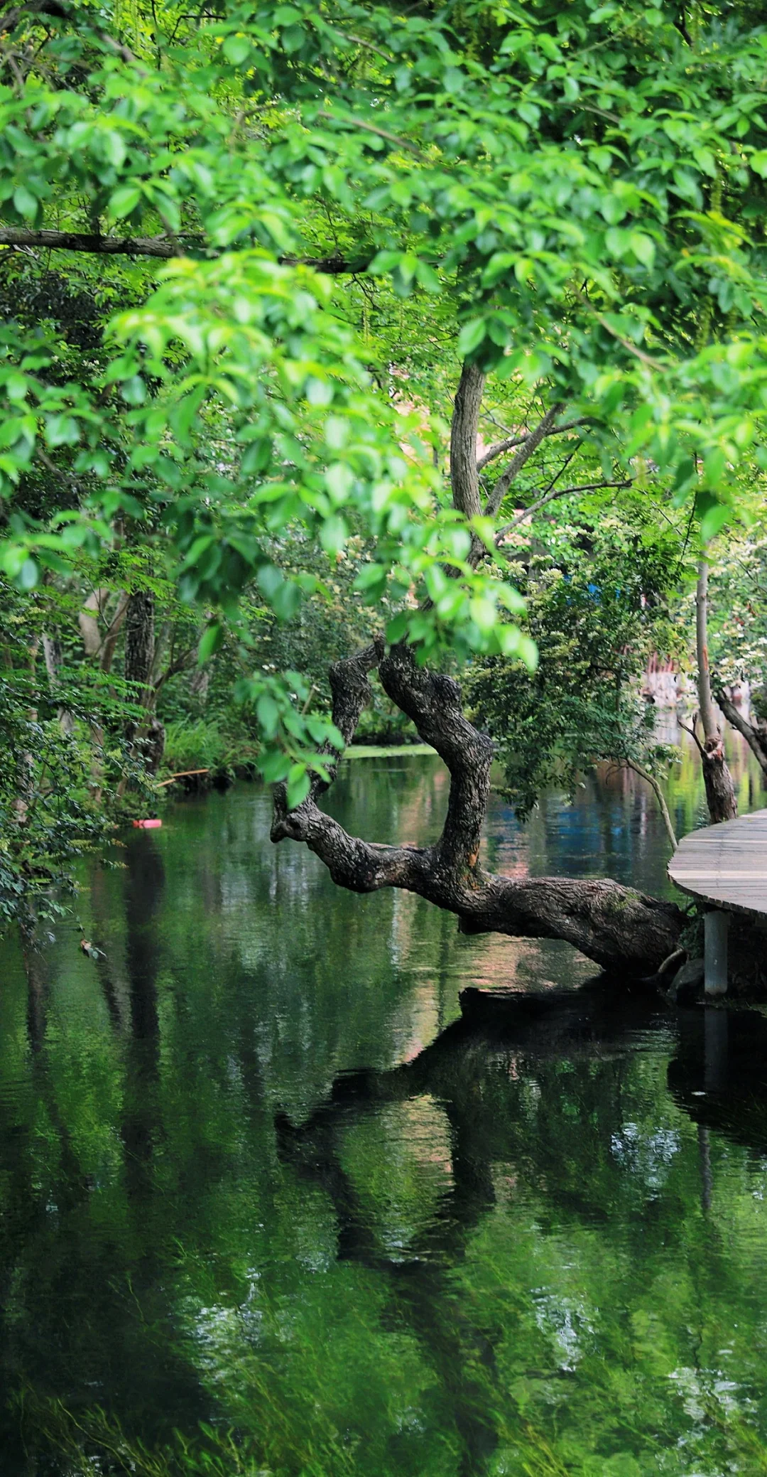 桂林周边游｜安和龙井村