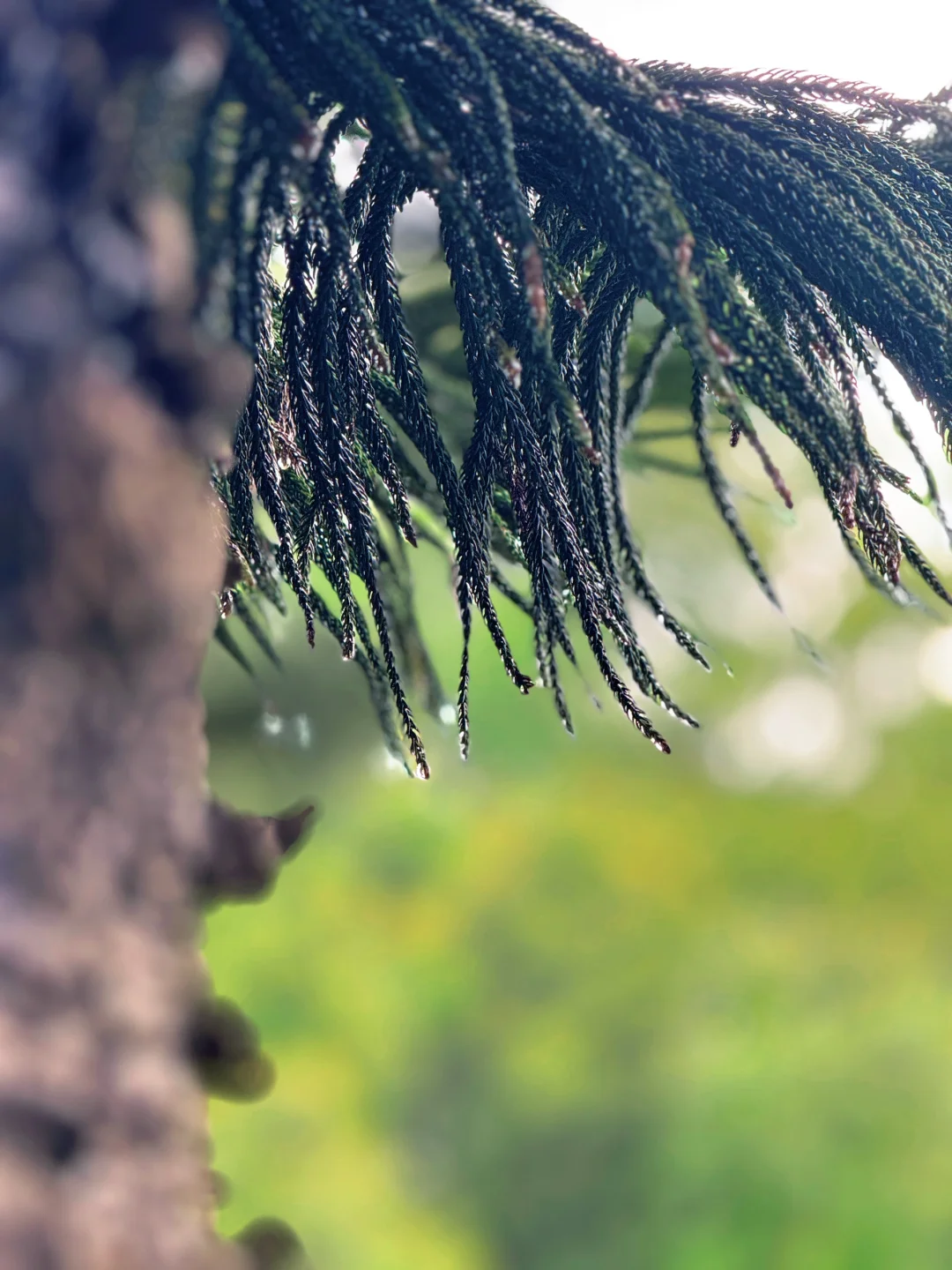 闯入现实版绿野仙踪 | 仙湖植物园🌳