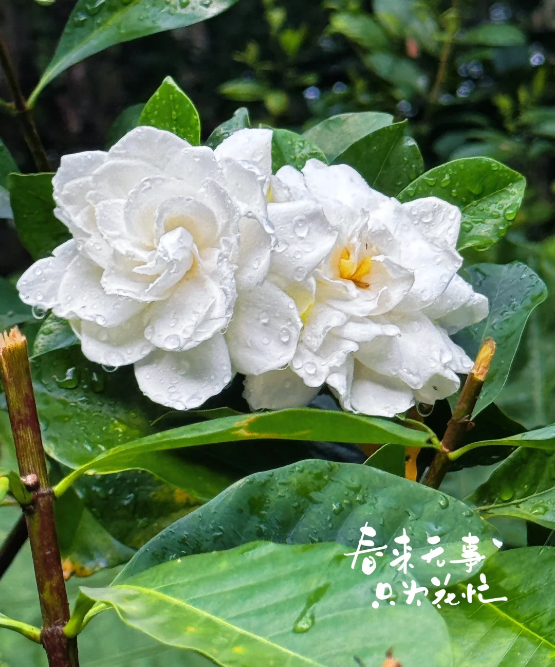 闯入现实版绿野仙踪 | 仙湖植物园🌳