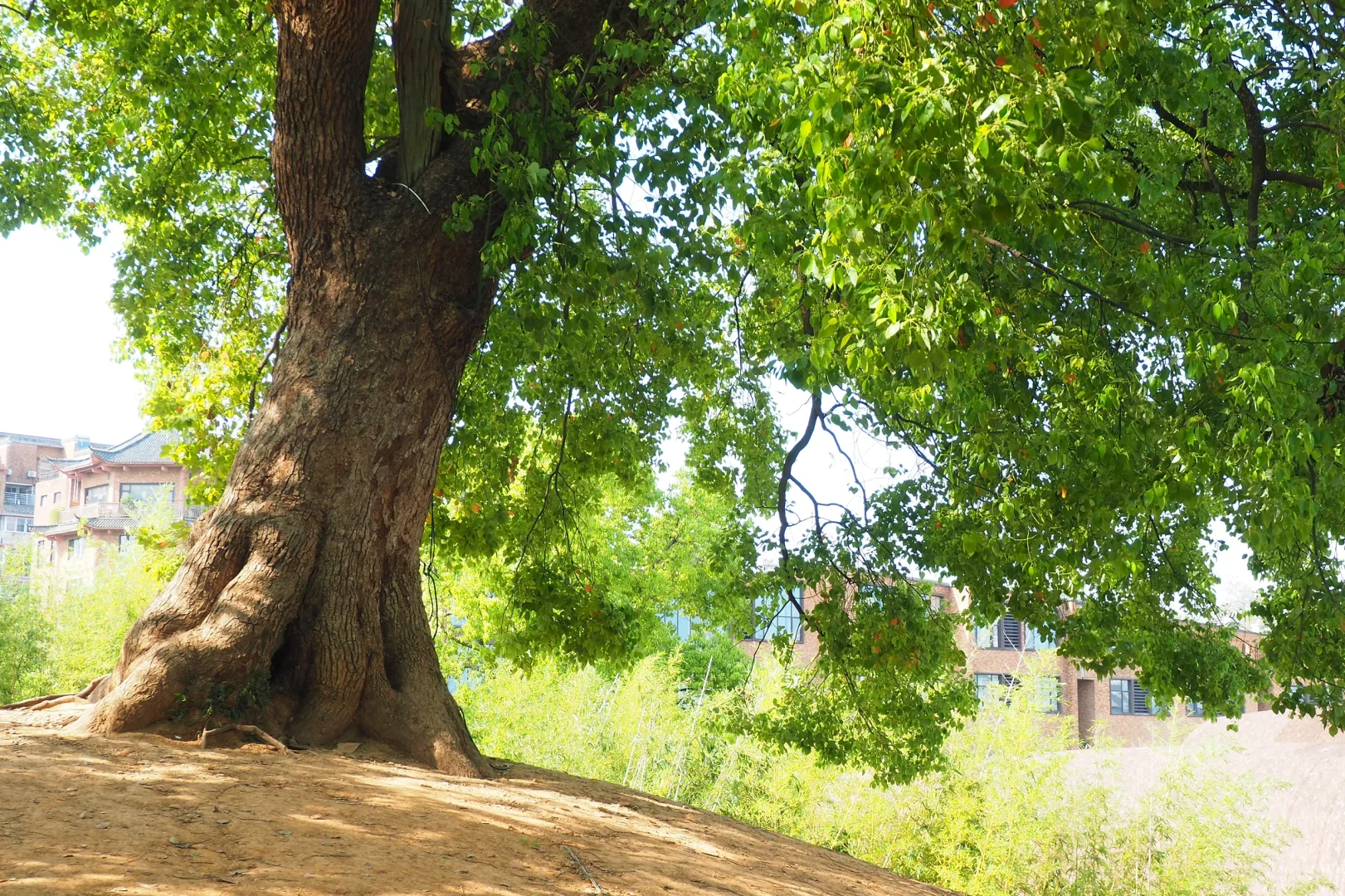 奥林巴斯扫街 陶阳里