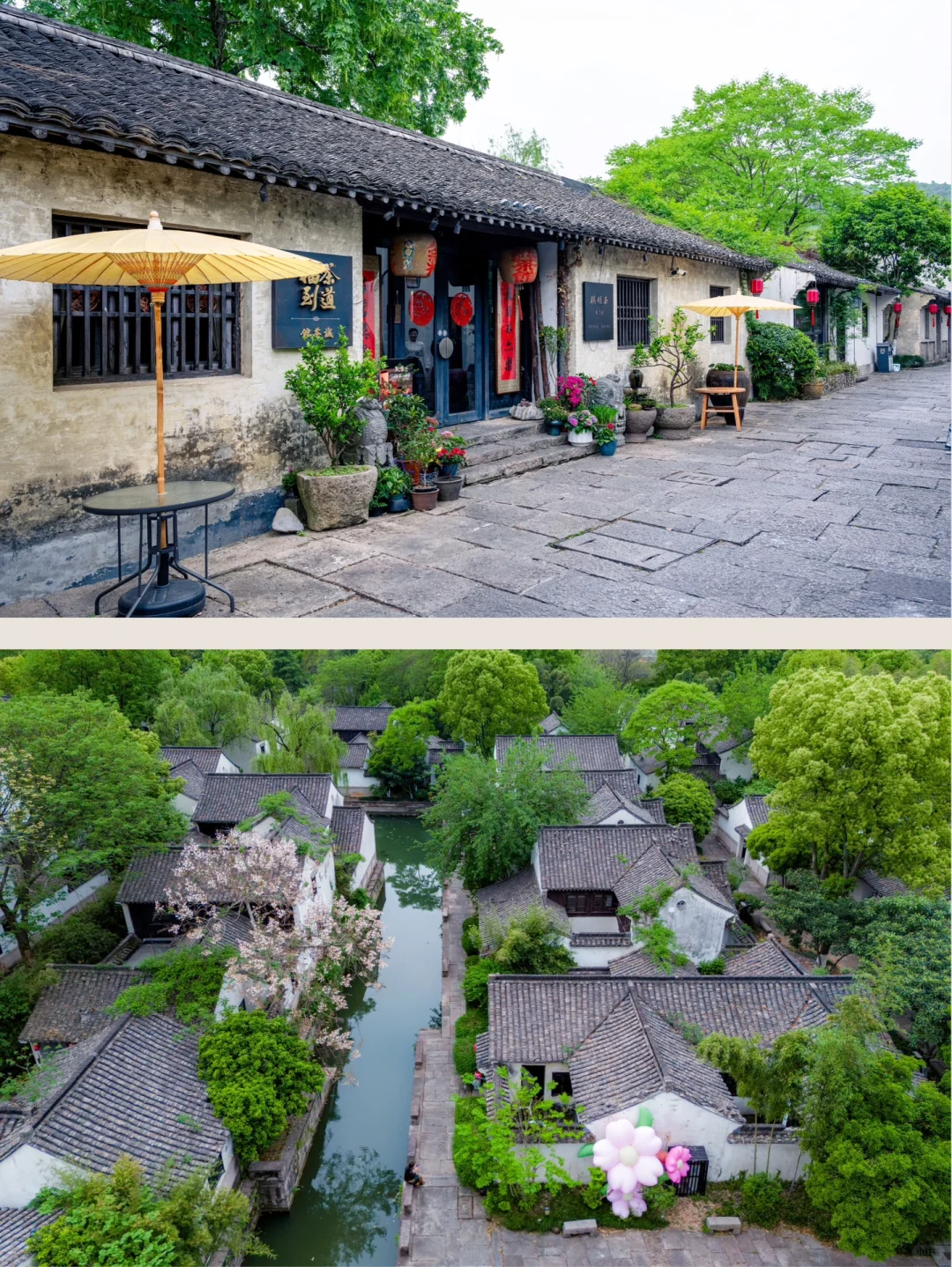 实拍，绍兴这个4000年古村，蔷薇花墙已上线