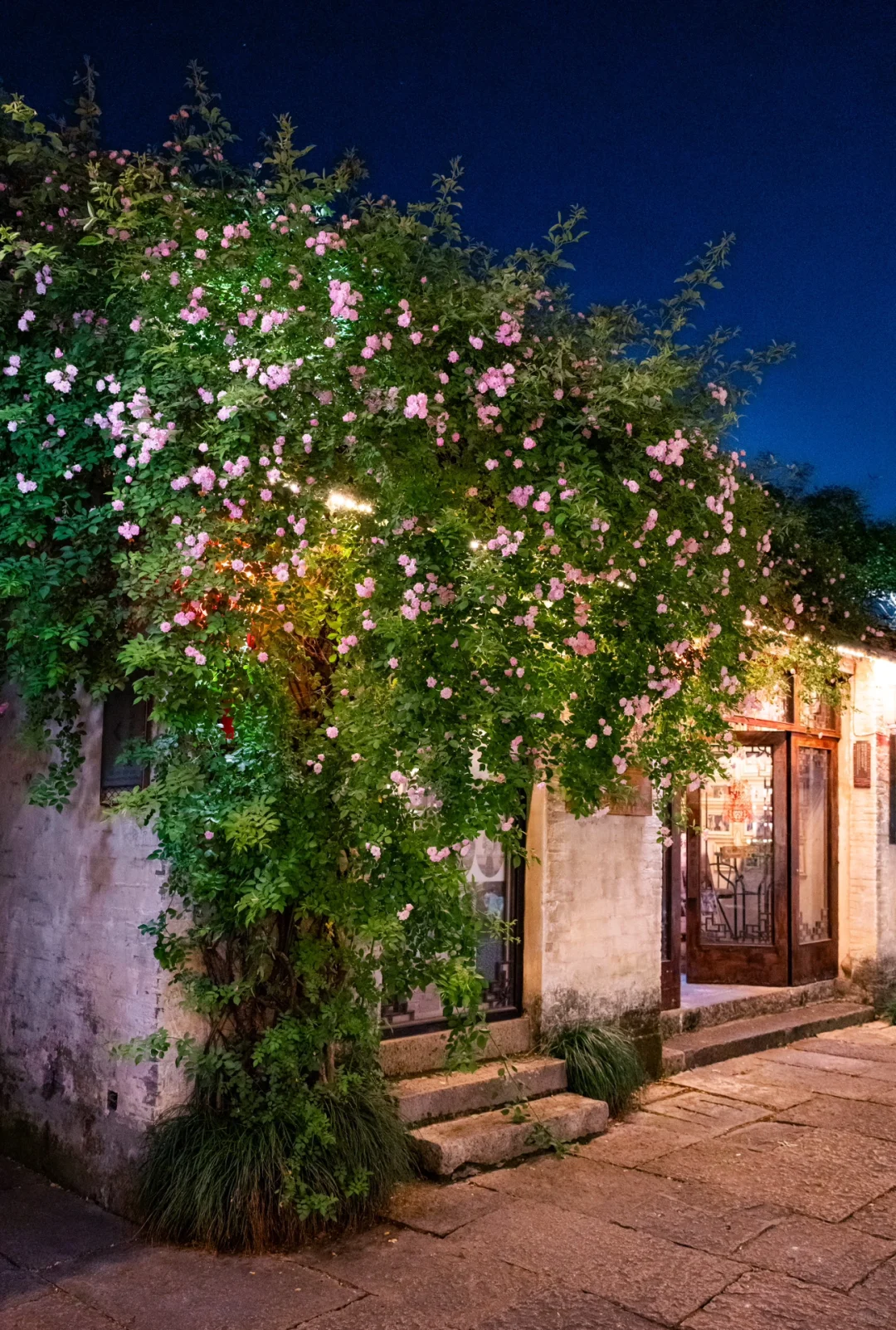 实拍，绍兴这个4000年古村，蔷薇花墙已上线