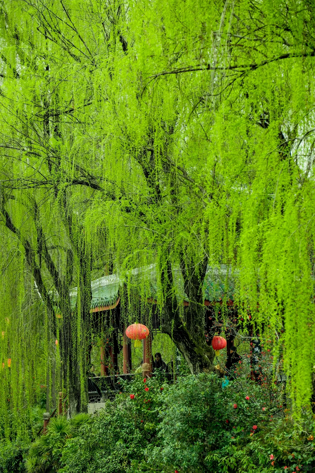 交换春天｜在成都找到了现实版的“言叶之庭”