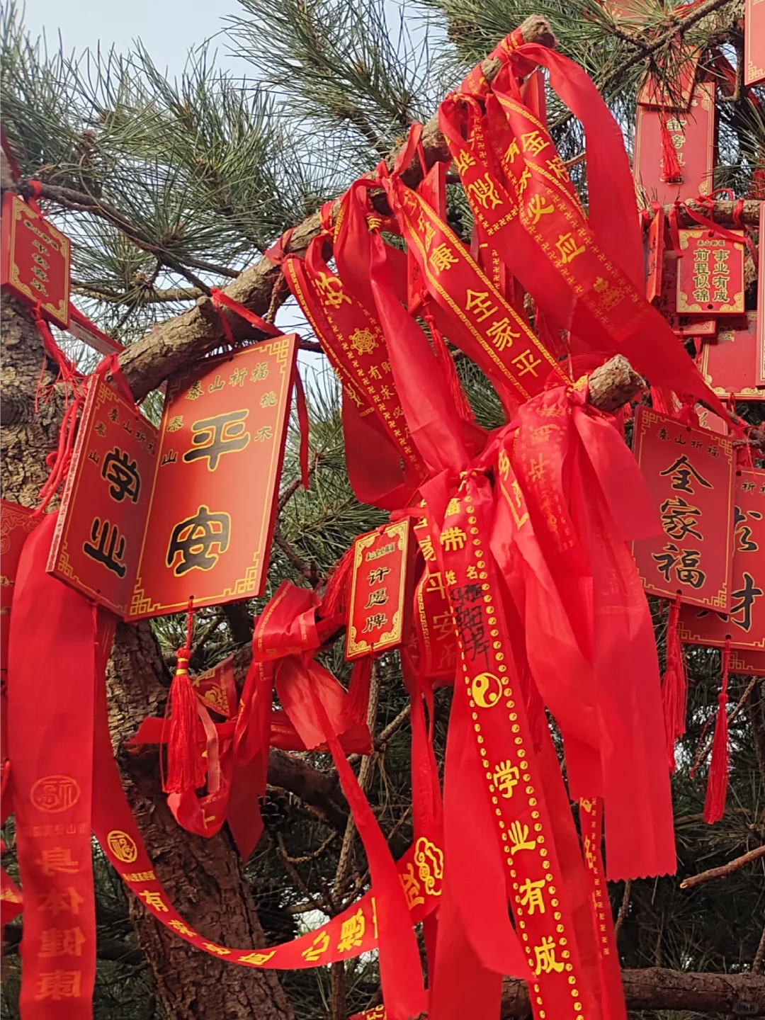 登顶🤜🏻🤜🏻