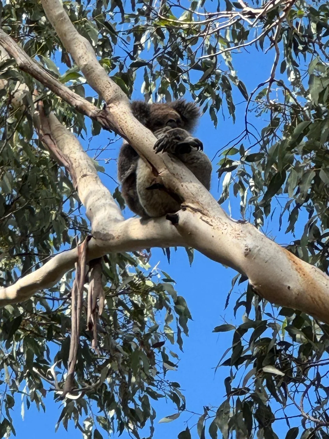🌊反向玩转大洋路|避开人群的治愈之旅