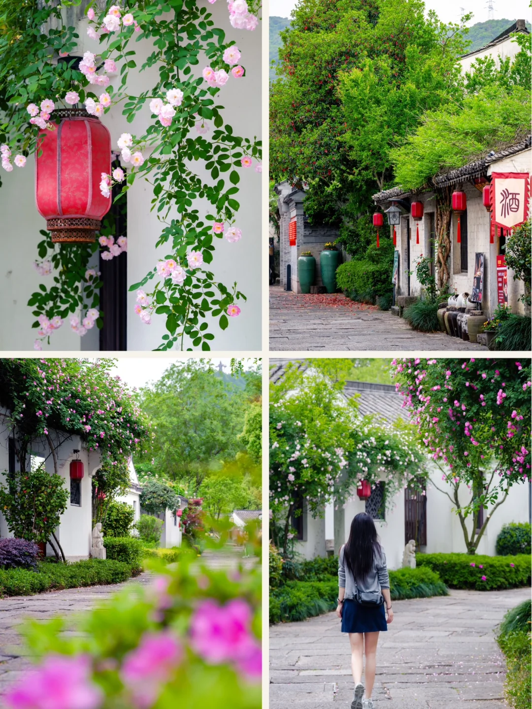 实拍，绍兴这个4000年古村，蔷薇花墙已上线
