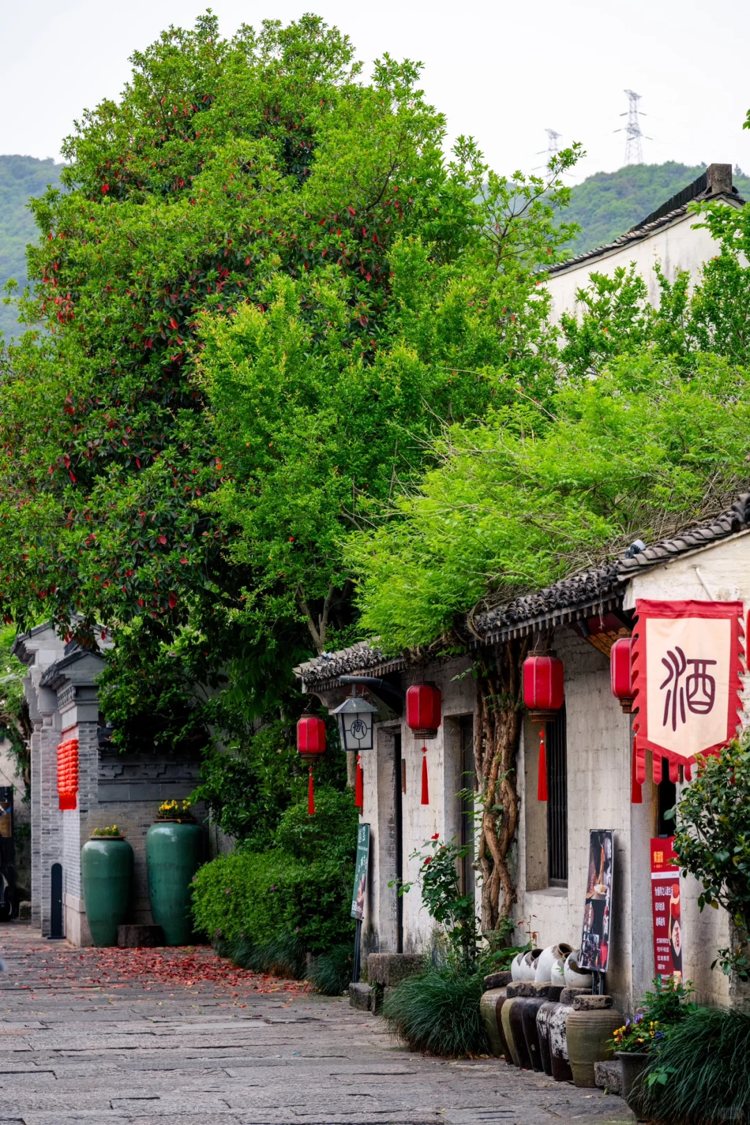 实拍，绍兴这个4000年古村，蔷薇花墙已上线